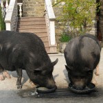 Zwei Schweine trinken